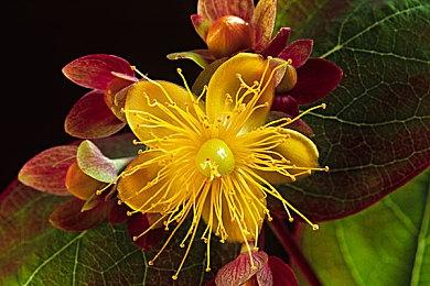 《任天堂明星大乱斗特别版》角色胜率接近平衡